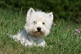 WESTIE 302